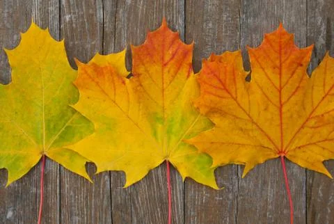 Autumn Stock Photos