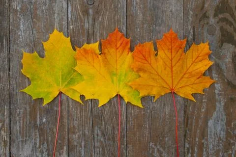 Autumn Stock Photos