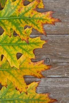 Autumn Stock Photos