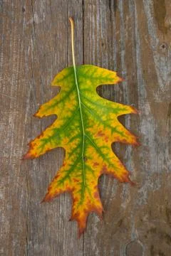 Autumn Stock Photos