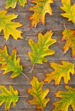 Autumn Stock Photos