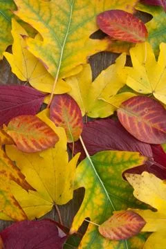 Autumn Stock Photos
