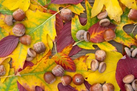 Autumn Stock Photos