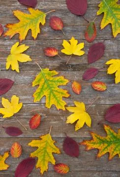 Autumn Stock Photos