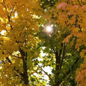 Autumn Stock Photos