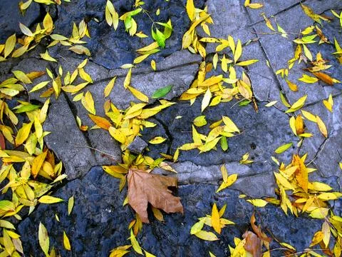 Autumn Stock Photos