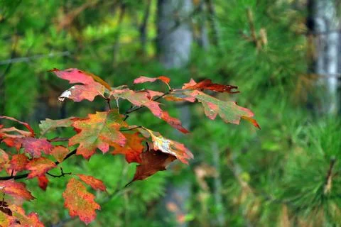 Autumn Stock Photos