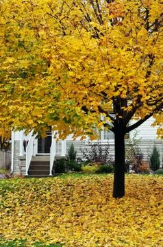 Autumn Stock Photos