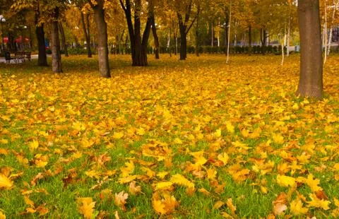 Autumn Stock Photos
