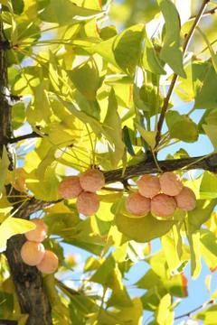 Autumn Photos