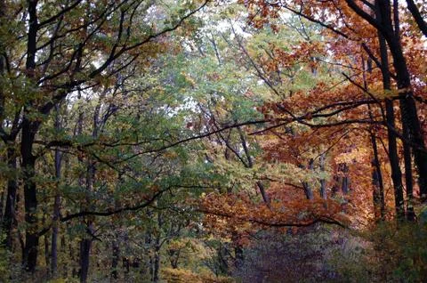 Autumn Stock Photos
