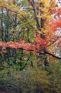 Autumn Stock Photos