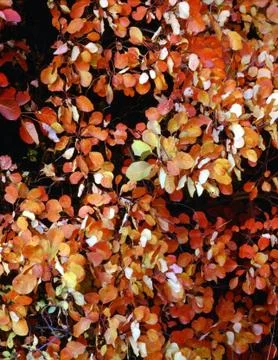 Autumn Stock Photos
