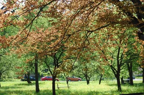 Autumn Stock Photos