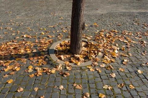 Autumn Stock Photos