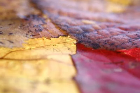 Autumn Stock Photos