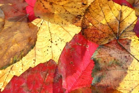 Autumn Stock Photos