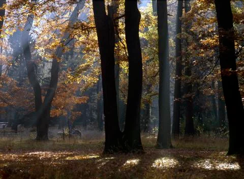 Autumn Stock Photos