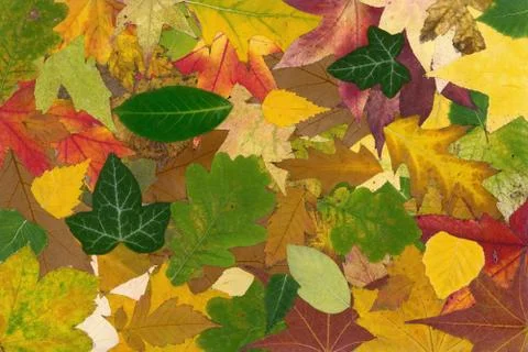 Autumn Stock Photos