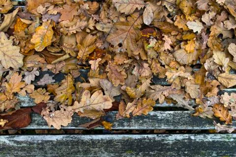 Autumn Stock Photos