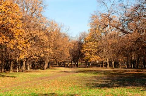 Autumn Stock Photos