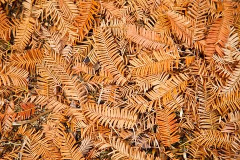 The autumn Stock Photos