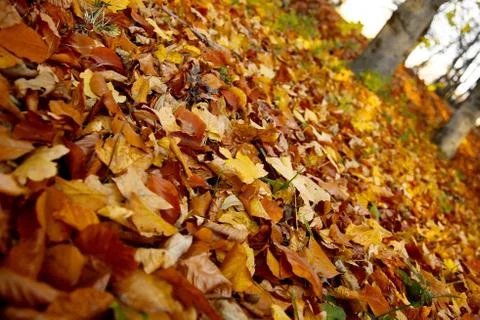 Autumn Foto stock