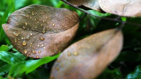 Autumn Stock Photos
