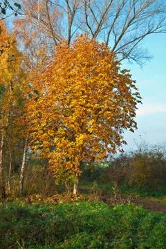Autumn Foto stock