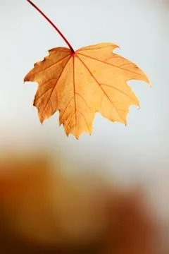 Autumn Stock Photos