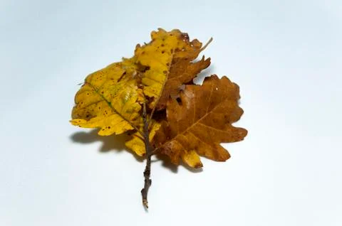 Autumn 写真素材