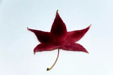 Autumn 스톡 사진