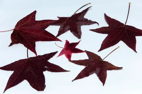 Autumn Stock Photos