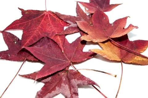 Autumn Stock Photos