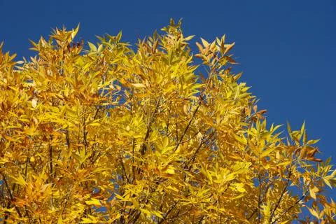 Autumn Stock-Fotos