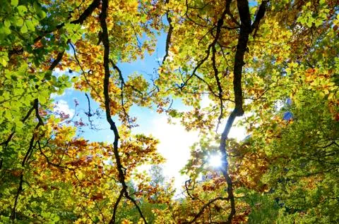 Autumn 写真素材