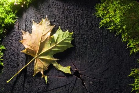 Autumn Stock Photos
