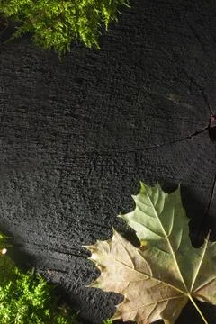 Autumn 스톡 사진