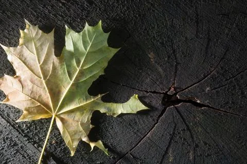 Autumn Stock Photos