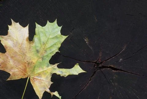 Autumn Stock Photos