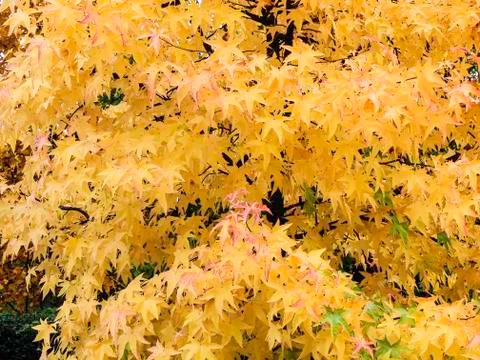 Autumn Foto stock