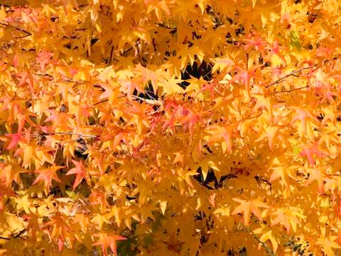 Autumn Stock Photos