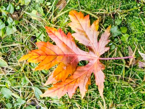 Autumn Stock Photos
