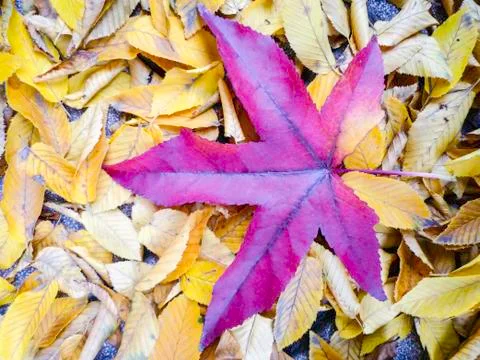 Autumn Stock Photos