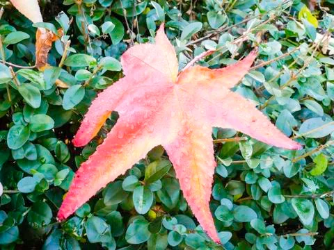 Autumn Stock Photos