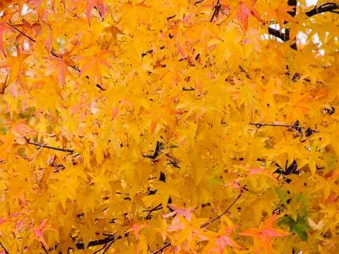 Autumn Foto stock