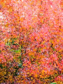 Autumn Foto stock