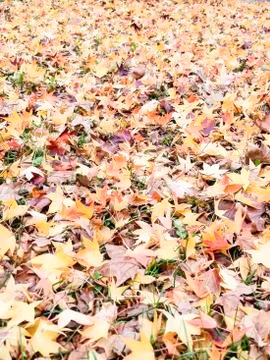 Autumn Stock Photos