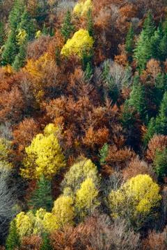 Autumn Stock Photos