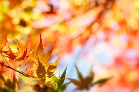 Autumn Stock Photos